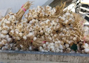 Kilolarca sarımsağı çöpe attılar