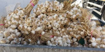 Kilolarca sarımsağı çöpe attılar