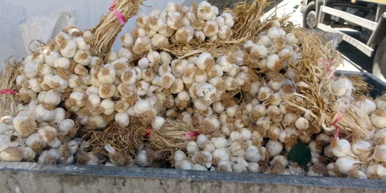 Kilolarca sarımsağı çöpe attılar