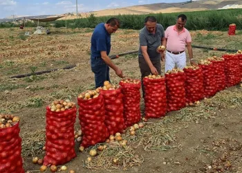 Çorum’da soğan üretimi arttı