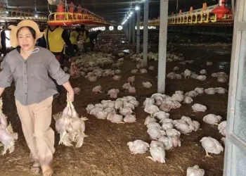 Tayland’da 140 bin tavuk telef oldu