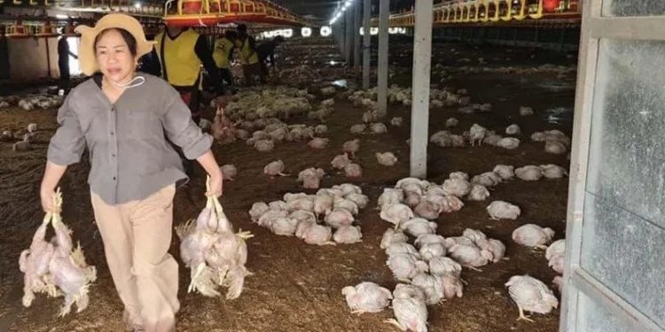 Tayland’da 140 bin tavuk telef oldu