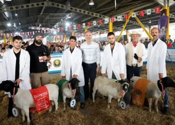 İnegöl’de küçükbaş hayvancılık tanıtım festivali