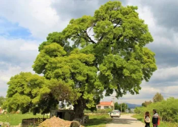 208 yaşındaki ağaç için seferber oldular