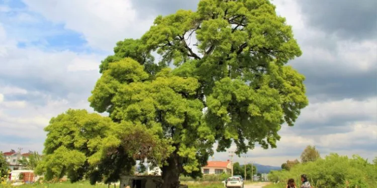 208 yaşındaki ağaç için seferber oldular