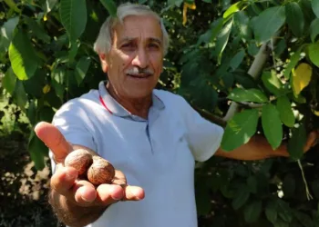 Bursa’da her yıl cevizleri çuval çuval çalınıyor