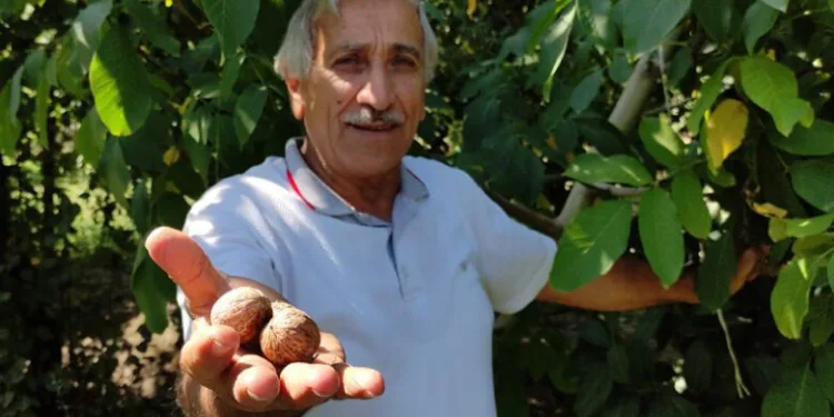 Bursa’da her yıl cevizleri çuval çuval çalınıyor