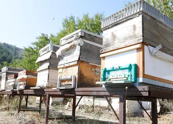 İnegöl’de bal hasadı başladı