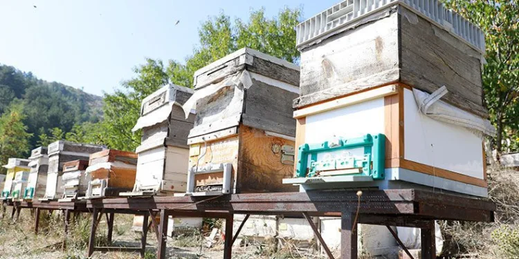 İnegöl’de bal hasadı başladı