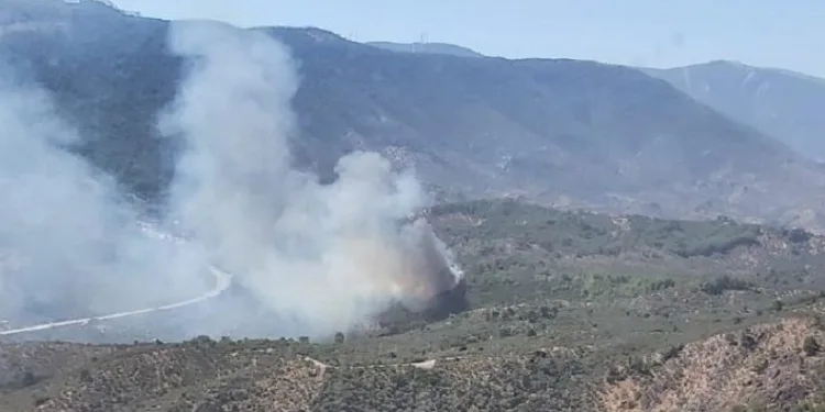 Muğla Milas’ta orman yangını