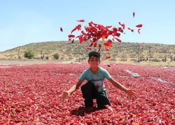 Tescilli Maraş biberinde hasat zamanı