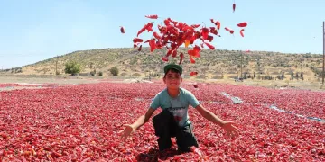 Tescilli Maraş biberinde hasat zamanı