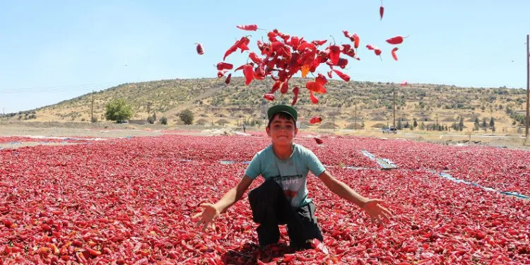Tescilli Maraş biberinde hasat zamanı