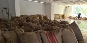 TMO Zonguldak’ta 427 ton fındık aldı