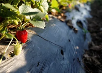 ‘Kırmızı Elmas’ın ünü sınırları aşıyor