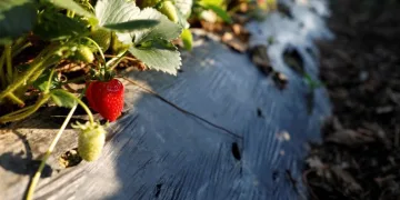 ‘Kırmızı Elmas’ın ünü sınırları aşıyor