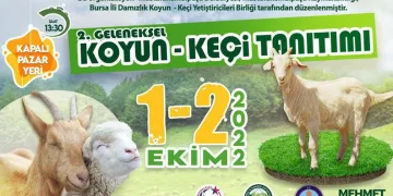 Mustafakemalpaşa’da koyun keçi tanıtım festivali
