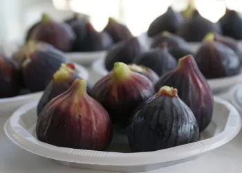 Mustafakemalpaşa’da incir festivali başlıyor