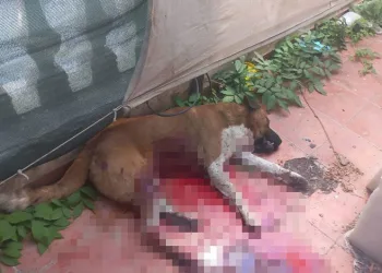 Köpeği bıçaklayarak öldürdü