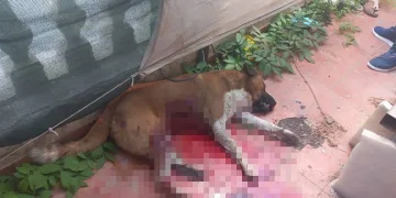 Köpeği bıçaklayarak öldürdü