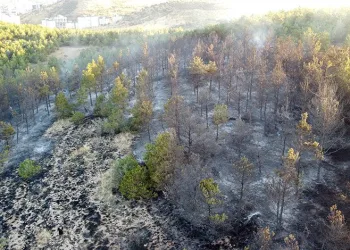 Yozgat’ta 15 dekarlık orman küle döndü