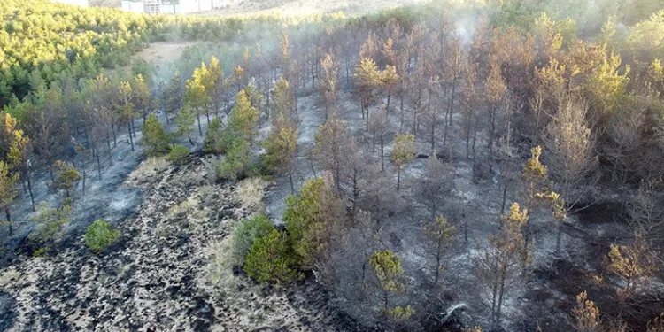 Yozgat’ta 15 dekarlık orman küle döndü