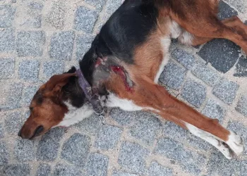 Bursa’da otomobilin çarptığı köpek öldü