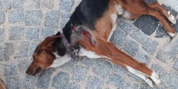 Bursa’da otomobilin çarptığı köpek öldü