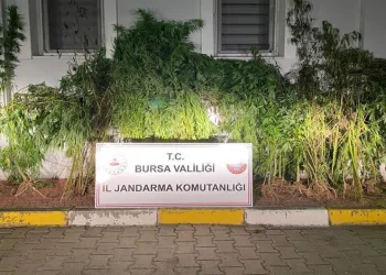 Bursa’da devlet arazisine kenevir ekti
