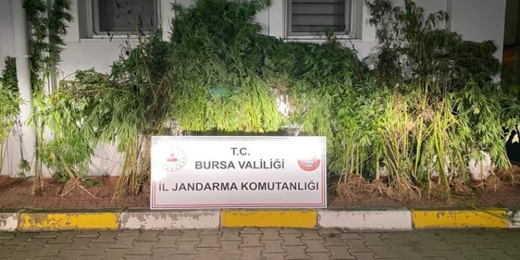 Bursa’da devlet arazisine kenevir ekti