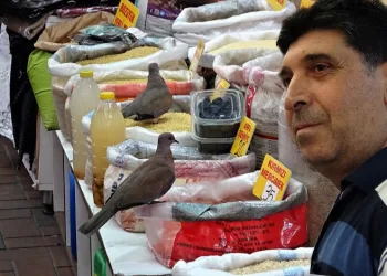 Bursa’da davetsiz misafirler! İzlemekten keyif alıyor