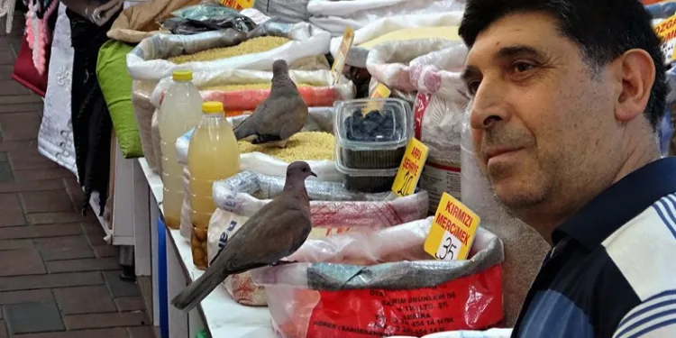 Bursa’da davetsiz misafirler! İzlemekten keyif alıyor