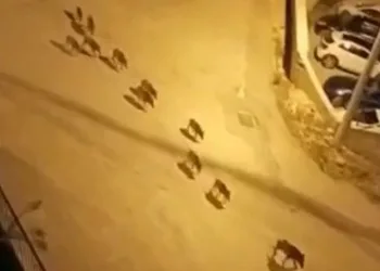 Bursa’da domuz sürüsü şehre indi