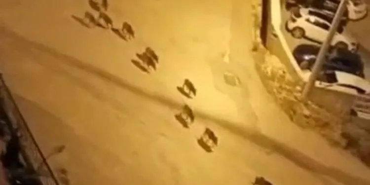 Bursa’da domuz sürüsü şehre indi