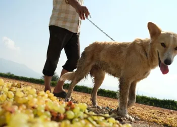 Üzüm bağları eğitimli köpeklere emanet