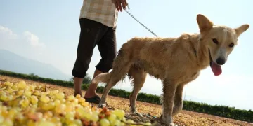 Üzüm bağları eğitimli köpeklere emanet
