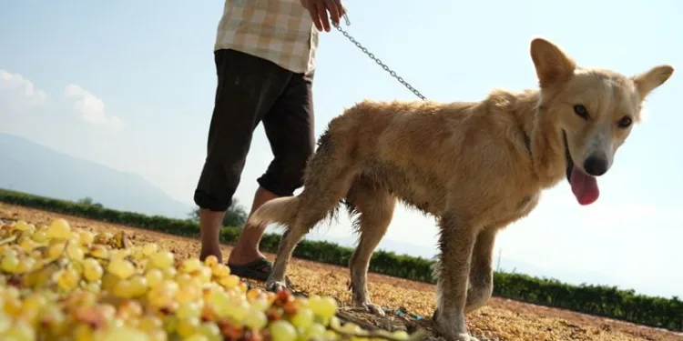 Üzüm bağları eğitimli köpeklere emanet
