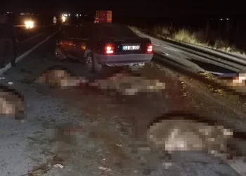 Otomobil sürüye çarptı, 20 koyun telef oldu