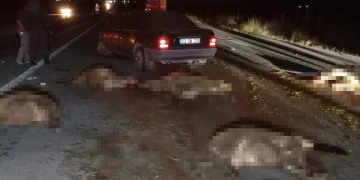 Otomobil sürüye çarptı, 20 koyun telef oldu
