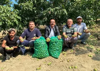 Bursa’da ceviz hasadı başladı