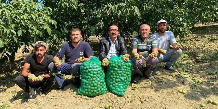 Bursa’da ceviz hasadı başladı