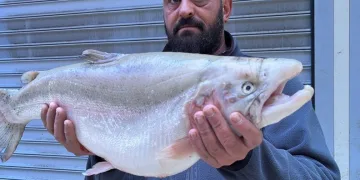 İznik Gölü’nde 8 kiloluk balık yakaladı