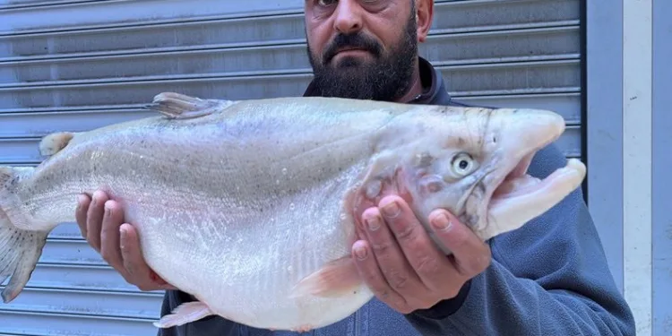 İznik Gölü’nde 8 kiloluk balık yakaladı