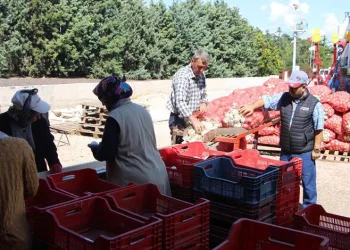 Bandırma’dan 28 ülkeye soğan tohumu ihracı