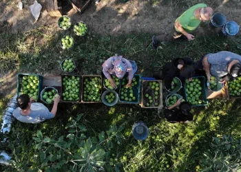 Bursa’da yeşil elmanın hasadı başladı