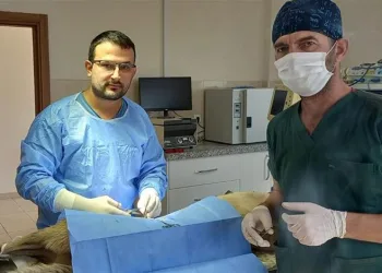 Veteriner hekimlerden sokak hayvanları için iş birliği