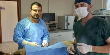 Veteriner hekimlerden sokak hayvanları için iş birliği