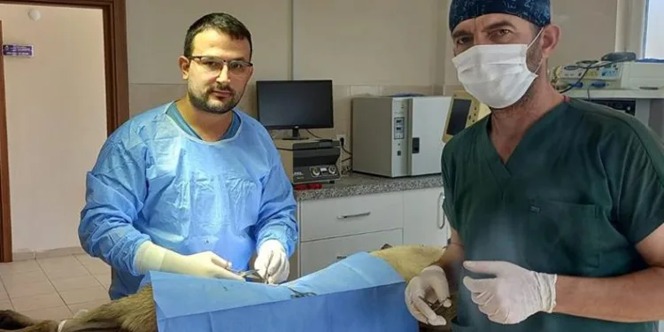 Veteriner hekimlerden sokak hayvanları için iş birliği