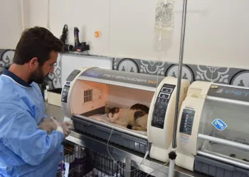 Yıldırım’da 27 bin sokak hayvanı tedavi edildi