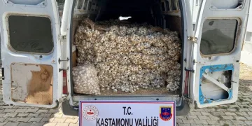 Bursa’dan Kastamonu’ya gidip sarımsak çaldılar